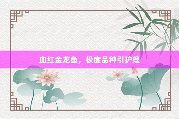 血红金龙鱼，极度品种引护理